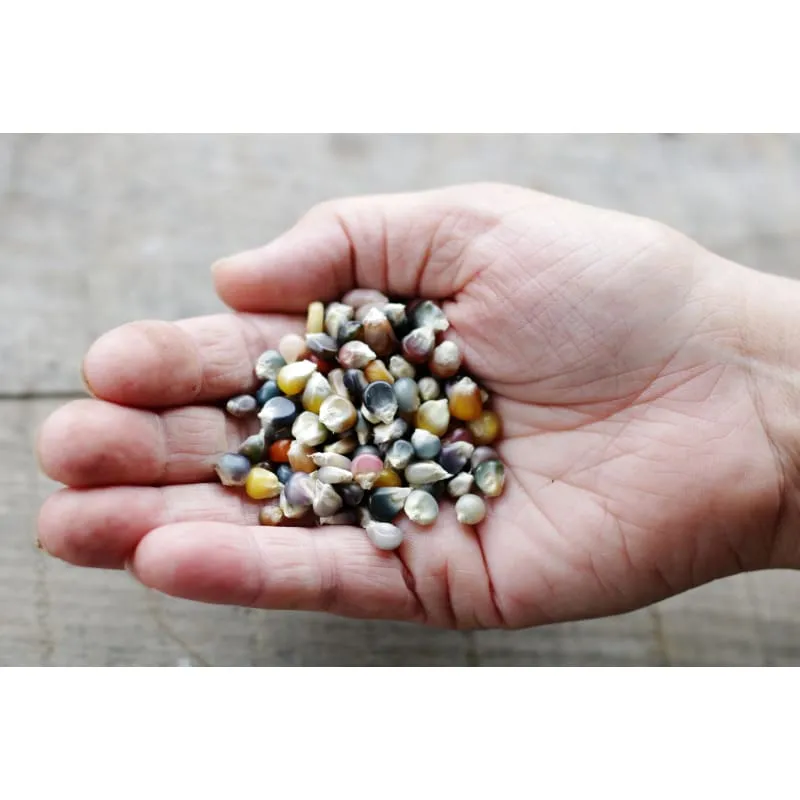 Pinetree Garden Seeds Glass Gem Corn Vegetable Seeds 100 Seeds Organic