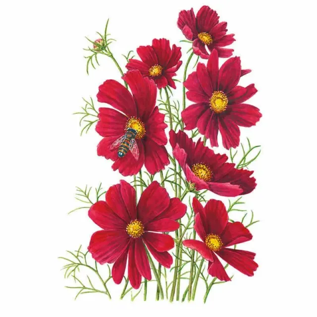 Epic Gardening Rubenza Cosmos Flower Seeds Red Wine