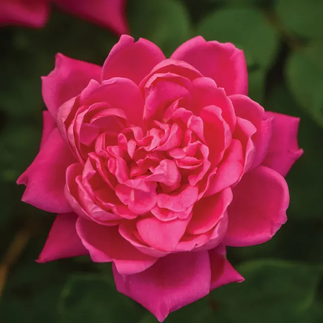 Burpee Pink Double Knock Out Rose Bare Root Hardy