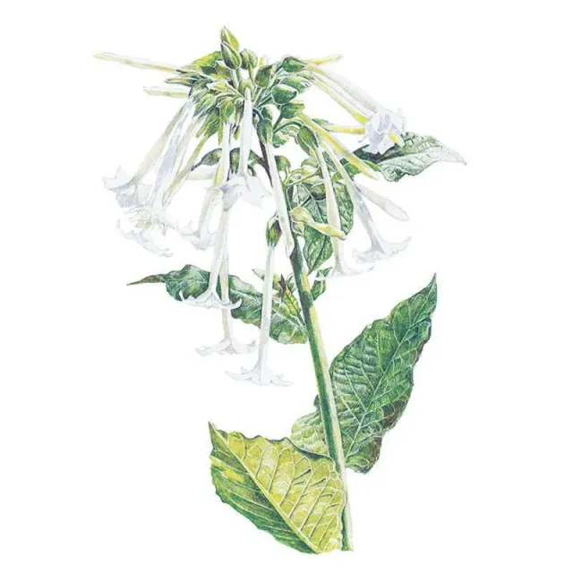 Epic Gardening Indian Peace Pipe Nicotiana Seeds Fragrant
