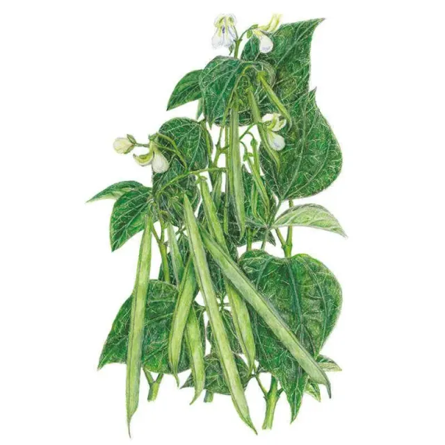 Epic Gardening Seychelles Pole Bean Seeds Organic