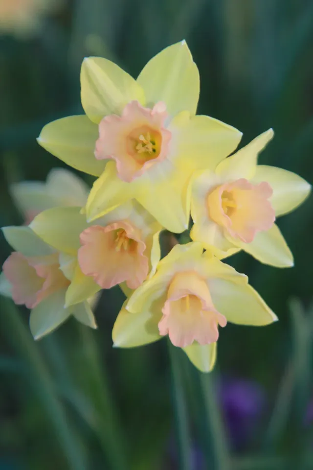 Brent & Becky's Bulbs Blushing Lady Daffodil Bulbs Jonquilla