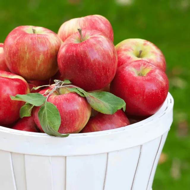 Epic Gardening Honeycrisp Apple Tree Live Plant