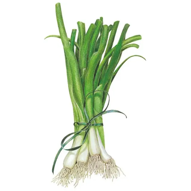 Epic Gardening White Lisbon Bunching Onion Seeds