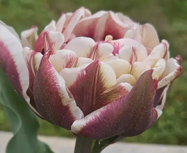 Brent & Becky's Bulbs Wyndham Tulip Bulbs Garden Color