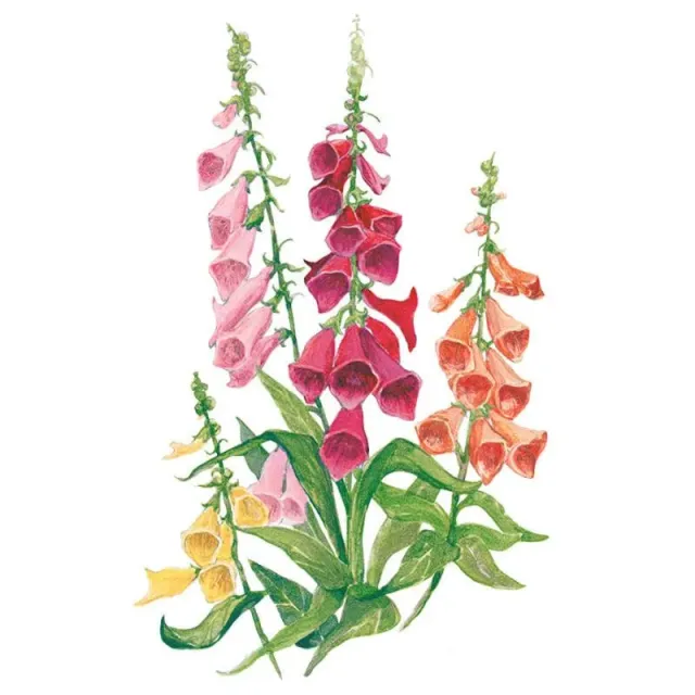 Epic Gardening Gloxiniiflora Blend Foxglove Seeds