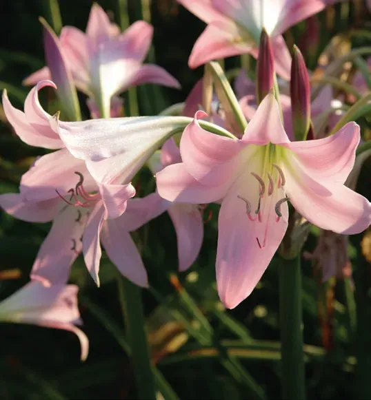 Brent & Becky's Bulbs Crinodonna Hardy Amaryllis Bulbs