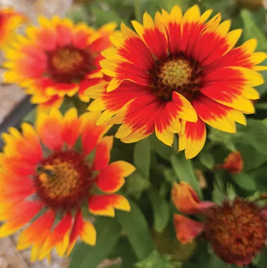 Brent & Becky's Bulbs Arizona Sun Gaillardia Perennial Plant