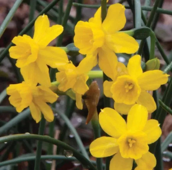 Brent & Becky's Narcissus Willkommii Miniature Daffodil Bulbs