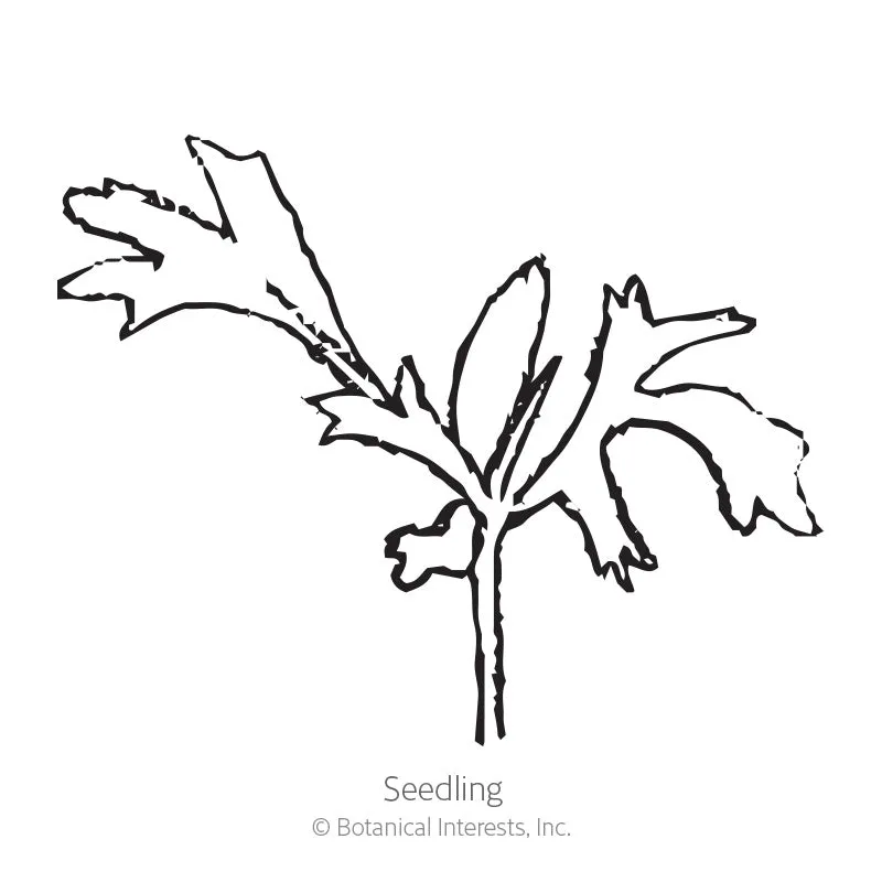 Epic Gardening Madonna Blend Lace Flower Seeds Fragrant