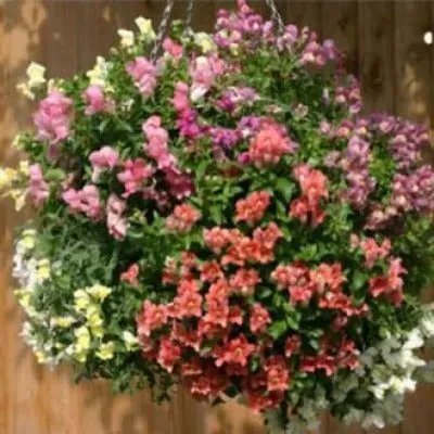 Pinetree Garden Seeds Magic Lanterns Snapdragon Flower Seeds 10 Seeds