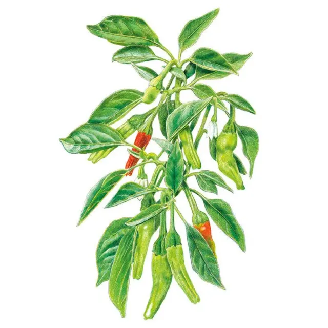 Epic Gardening Shishito Chile Pepper Seeds Organic Mild