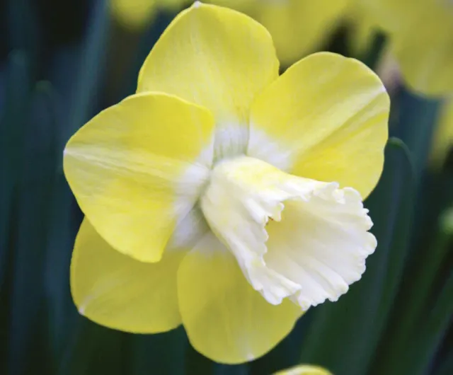 Brent & Becky's Bulbs Altun Ha Daffodil Bulbs 14/16cm Large Cup