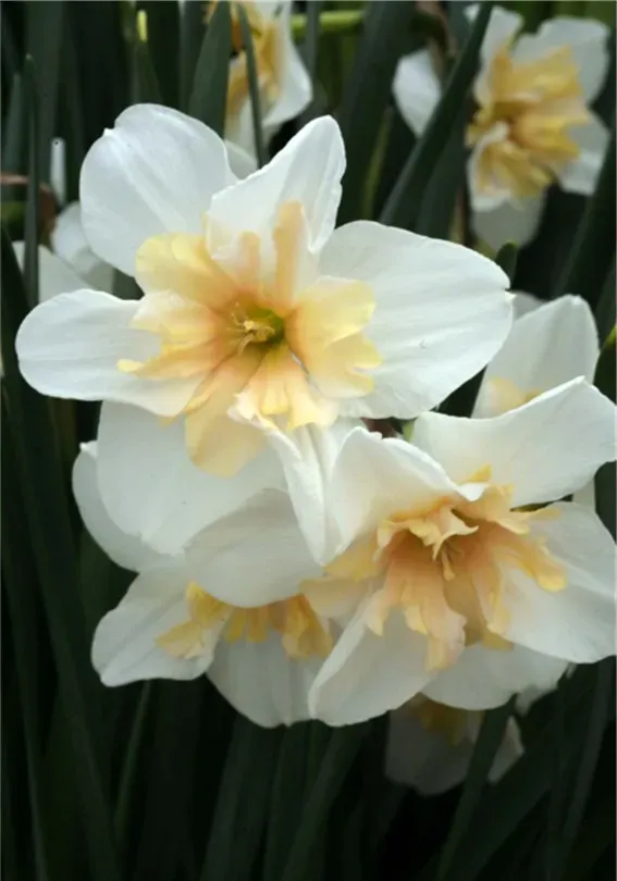 Brent & Becky's Bulbs Apricot Lace daffodil bulb