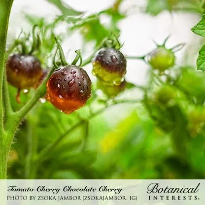 Epic Gardening Chocolate Cherry Pole Tomato Seeds Organic