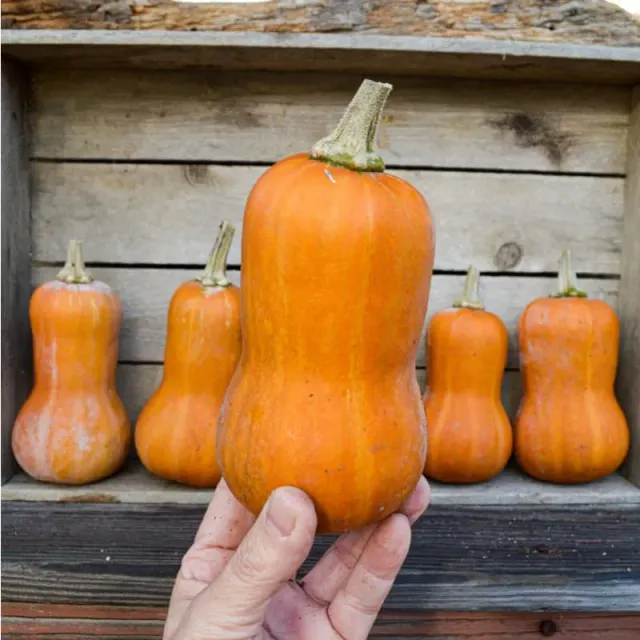 Pinetree Garden Seeds Honeynut Winter Squash Seeds 15 Seeds Sweet