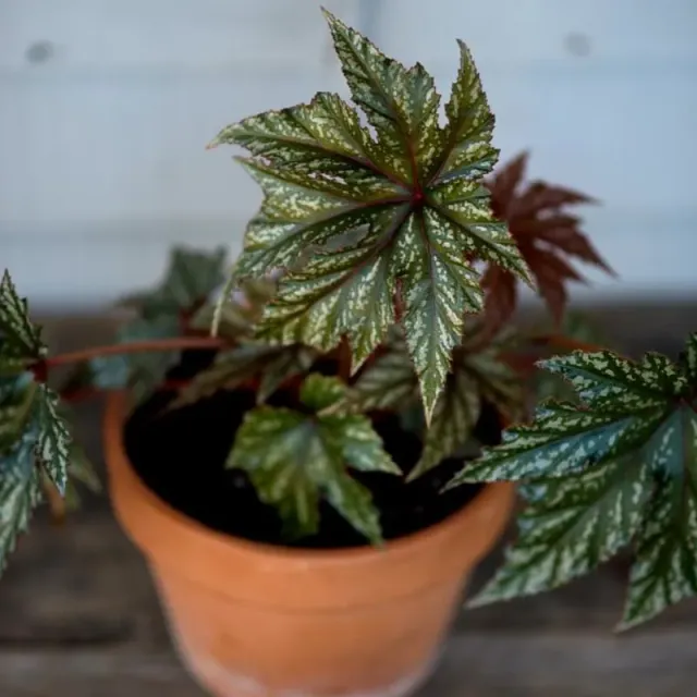 Pinetree Gryphon Begonia Seeds 5 Pellets Shade