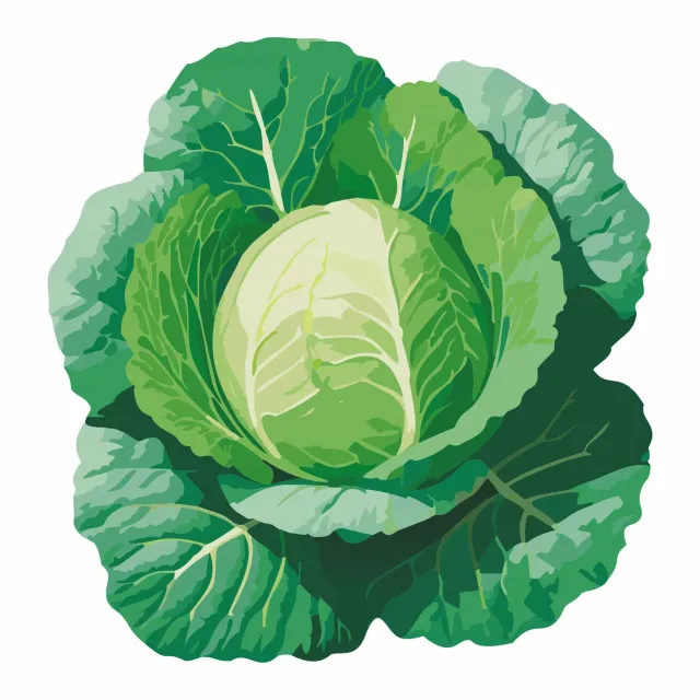Epic Gardening Green Express Cabbage Seeds Miniature