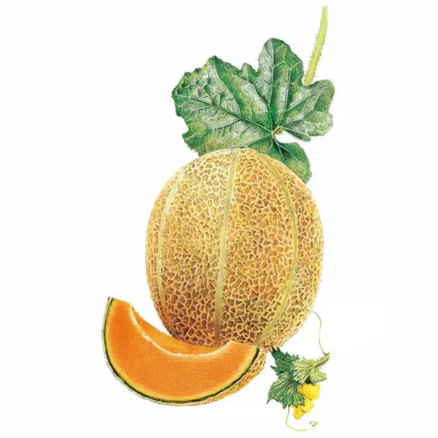 Epic Gardening Hale's Best Jumbo Cantaloupe Seeds Organic