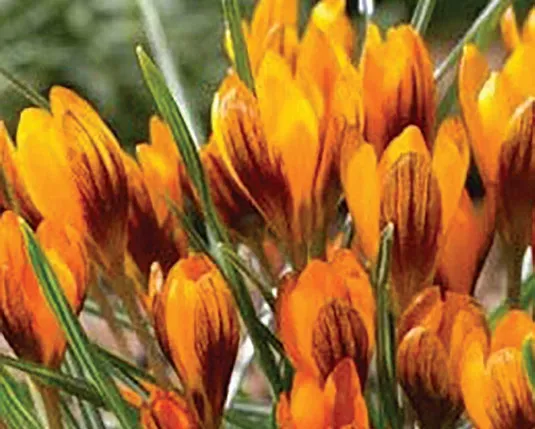 Brent & Becky's Bulbs Crocus Orange Monarch Crocus Bulbs