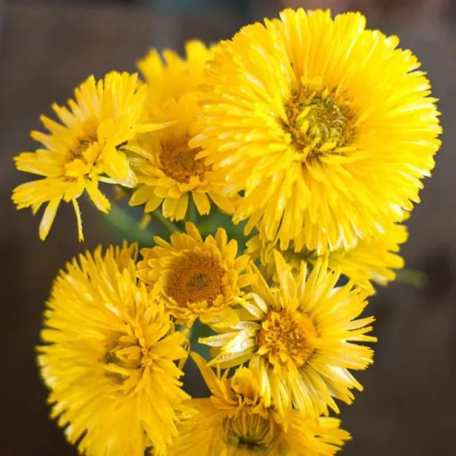 Pinetree Lemon Cream Calendula Flower Seeds 50 Seeds Cut Flower