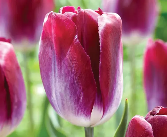 Brent & Becky's Bulbs Kansas Proud Tulipa Bulbs Parrot