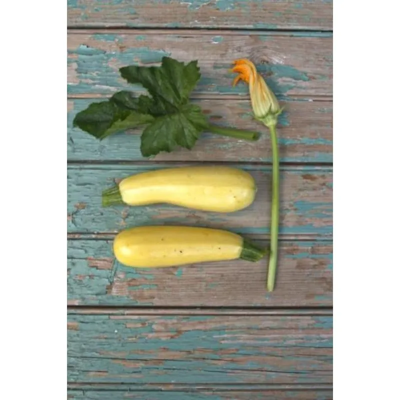 Pinetree Garden Seeds Chiffon Zucchini Vegetable Seeds F1 Hybrid 10 Seeds