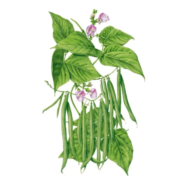 Epic Gardening Contender Bush Bean Vegetable Seeds Organic