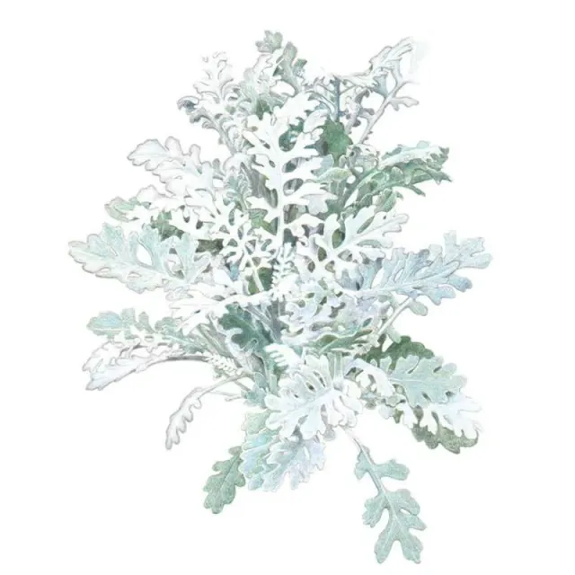 Epic Gardening Silverdust Dusty Miller Flower Seeds