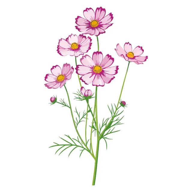 Epic Gardening Fizzy Cosmos Seeds