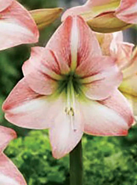 Brent & Becky's Bulbs Fay Hippeastrum Amaryllis Bulb