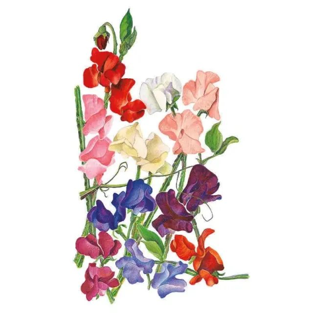 Epic Gardening Royal Blend Sweet Pea Seeds heat tolerant