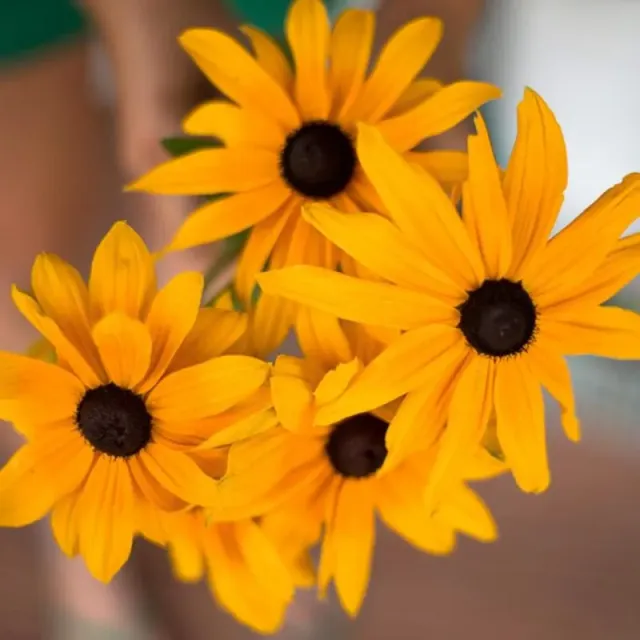 Pinetree Indian Summer Rudbeckia Flower Seeds 50 Seeds Large