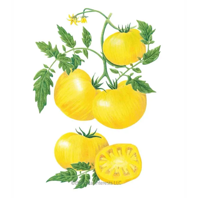 Epic Gardening Pork Chop Pole Tomato Seeds True Yellow