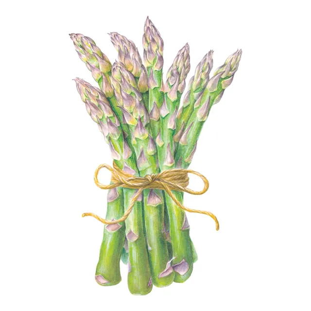 Epic Gardening Spartacus Asparagus Seeds Male Hybrid