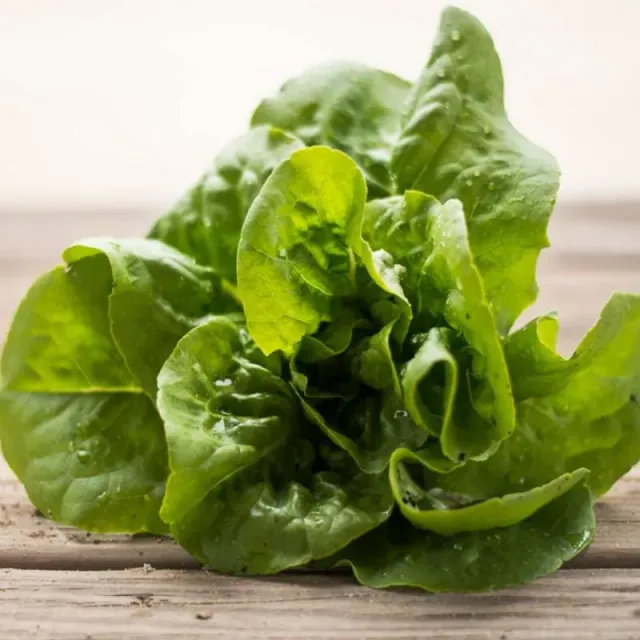 Pinetree Garden Seeds Buttercrunch Lettuce Seeds 300 Seeds Butterhead