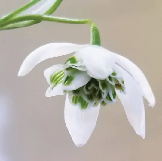 Brent & Becky's Bulbs Galanthus plicatus Dionysus Fragrant Bulbs
