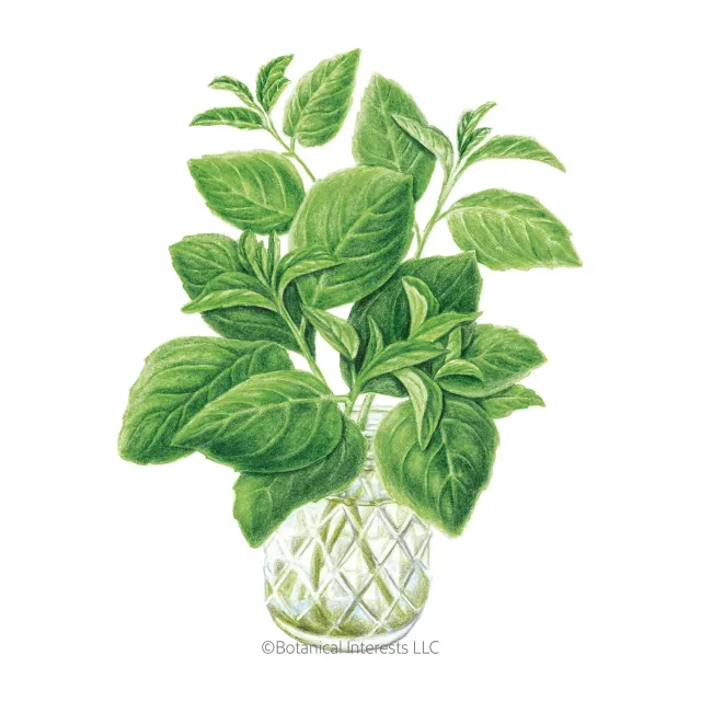 Epic Gardening Noga Basil Seeds Slow-Bolt Genovese Flavour