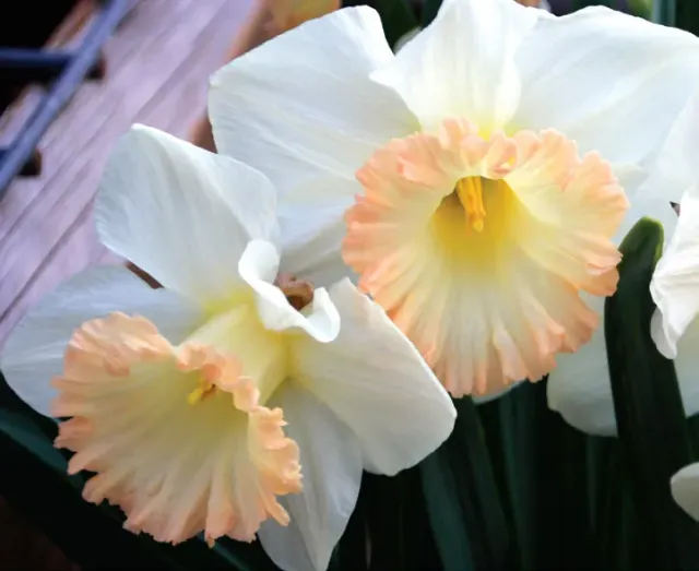 Brent & Becky's Bulbs British Gamble Daffodil Bulbs Trumpet