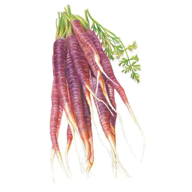 Epic Gardening Cosmic Purple Carrot Vegetable Seeds Heirloom