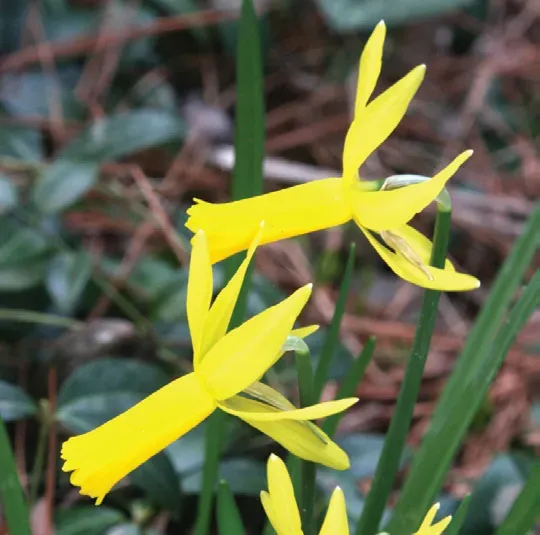 Brent & Becky's Bulbs Narcissus Mite Miniature Daffodil Bulbs