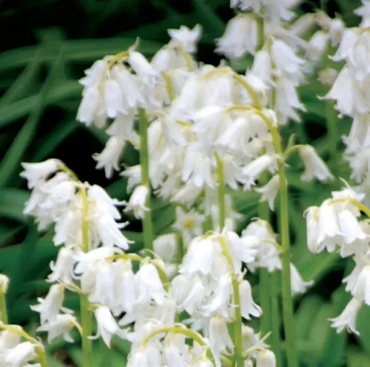 Brent & Becky's Bulbs Hyacinthoides Non-Scripta White Bluebell Bulbs 8/10 cm