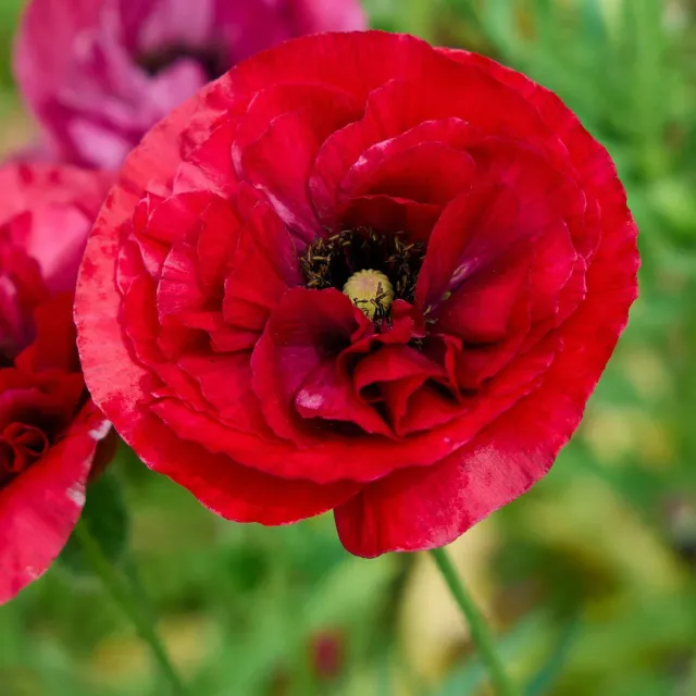 Burpee Brilliant Red Oriental Poppy Seeds & Plants Scarlet