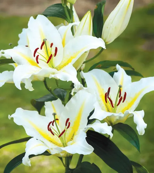Brent & Becky's Bulbs Lilium Baferrari Lily Bulbs Summer