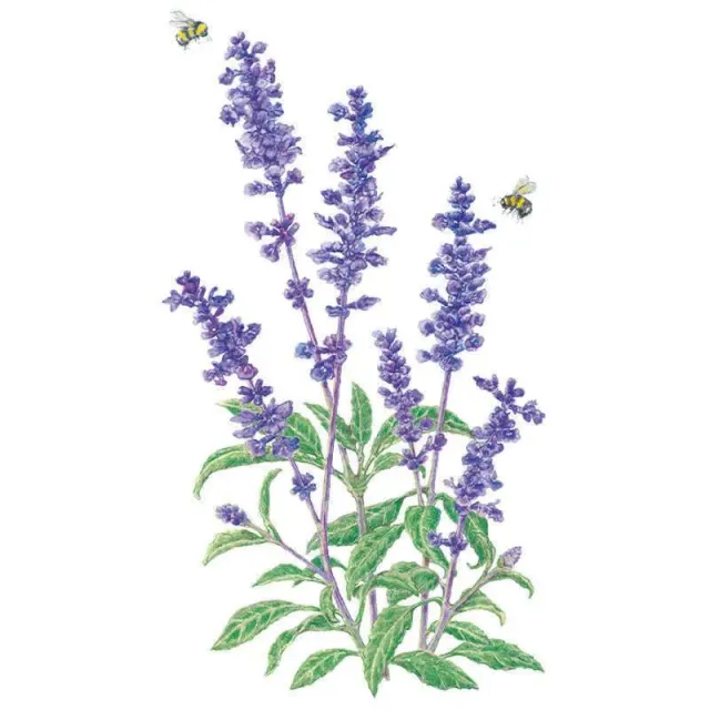 Epic Gardening Blue Victory Salvia Flower Seeds