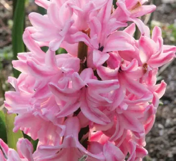 Brent & Becky's Bulbs Pink Pearl Hyacinth Bulbs Pre-Cooled Fragrant