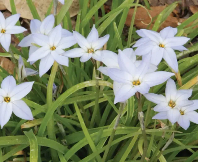 Brent & Becky's Bulbs Ipheion Wisley Blue Bulbs Fragrant