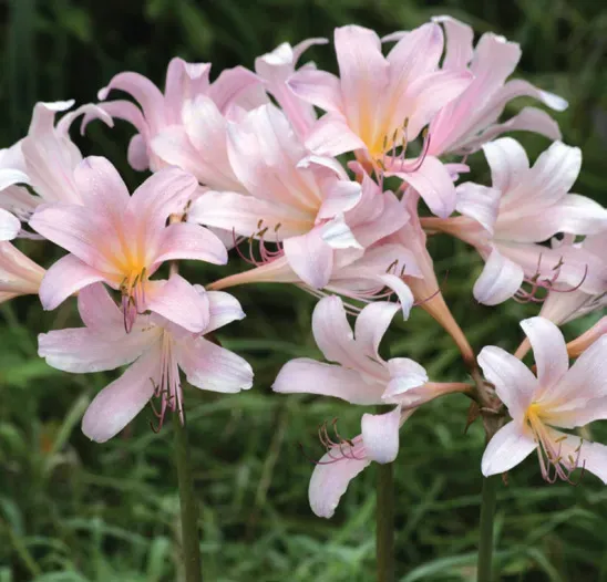 Brent & Becky's Bulbs Lycoris squamigera gloriosa bulb