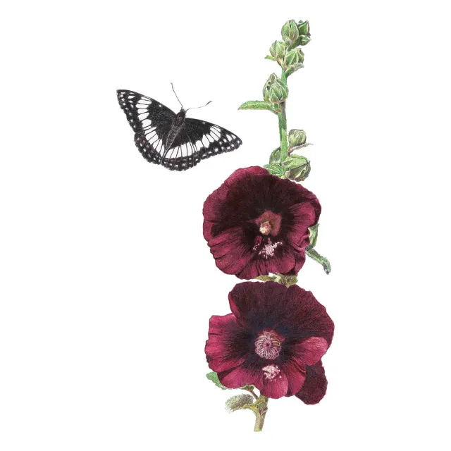 Epic Gardening The Watchman Hollyhock Seeds Dark Burgundy
