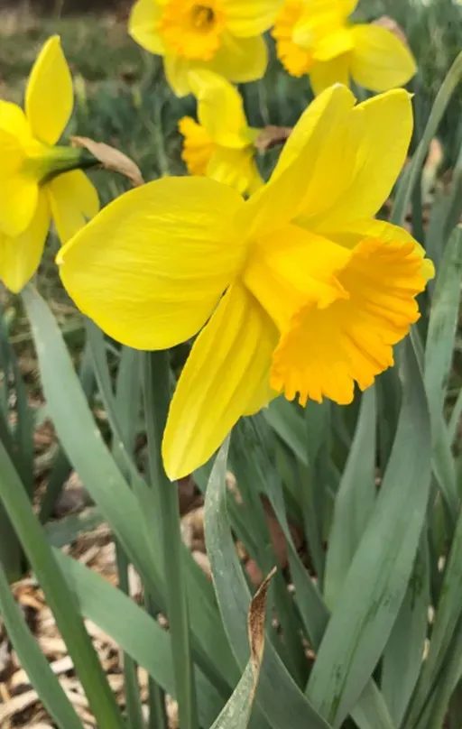 Brent & Becky's Bulbs Narcissus – Helios daffodil